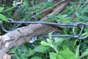 Sticks smaller than this shattered when the jaws snapped shut. You don't want your hand in there and it is easier than you think to get confused about which way the jaws snap. 