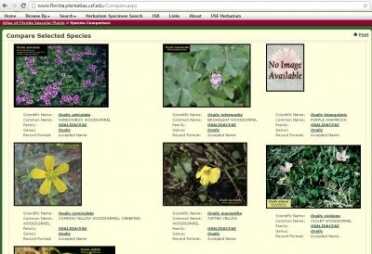 Prepping 101: Edible Wild Plants - Local Info is Everything! The Florida search has a compare function on all varieties, and I don't recall seeing any of them, which are all over the state.