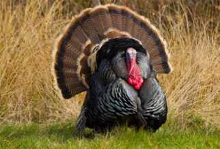 The Top 5 Turkey Guns for Under 0 Tom.