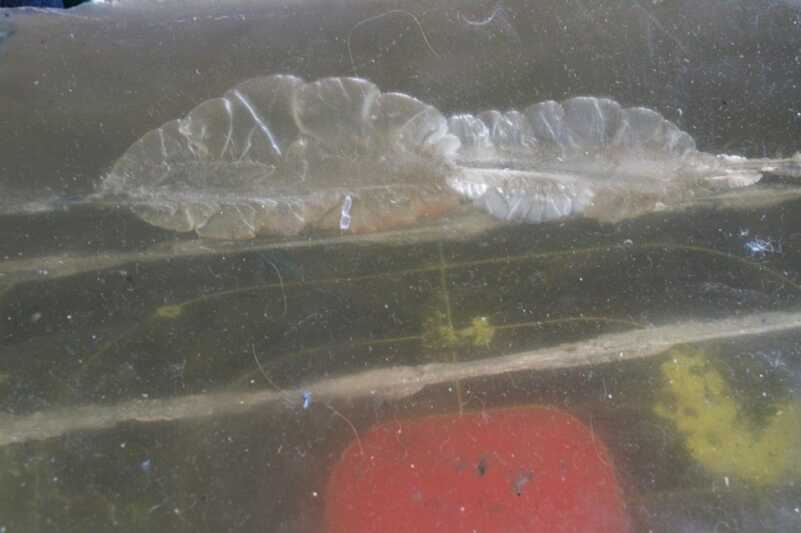 Most rounds expanded, leaving a visibly dramatic wound channel.