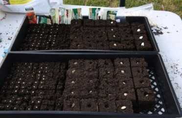 These are the soil blocks with seeds in them before covering with a little more soil.  Most seeds are safe to sow at twice their thickness deep, but some seeds like light, heat, cold etc. Get the New Seed Starters Handbook as a reference.