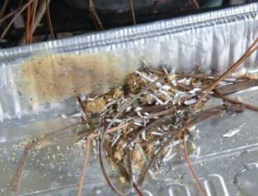 This was a mixture of the Fatwood Dust and Shavings, and some Magnesium silvers thrown in. You can see the side of the tray got discolored from the sparks, and it never did light. 