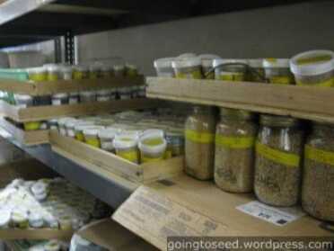 Whether you are saving seeds or buying seeds to save, if you dry them out and store them in Mason jars or mylar bags it will keep them dry, which makes them last longer. 