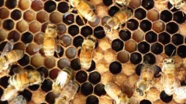 Prepping 101: Keeping Bees - Alternative Hives vs. Langstroth Hives I didn't get into the lifecycle of the bee for this article, because there is plenty of information online and in books. You can see the bee larva in the cells here. Bees take meticulous care of their young.