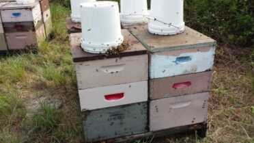 Prepping 101: Keeping Bees - Alternative Hives vs. Langstroth Hives This is the design that a local beekeeper uses near me. He mounts 4 hives on a pallet, with a deep brood box super and two medium honey supers. The white buckets are to attract love bugs so they don't bother the bees.
