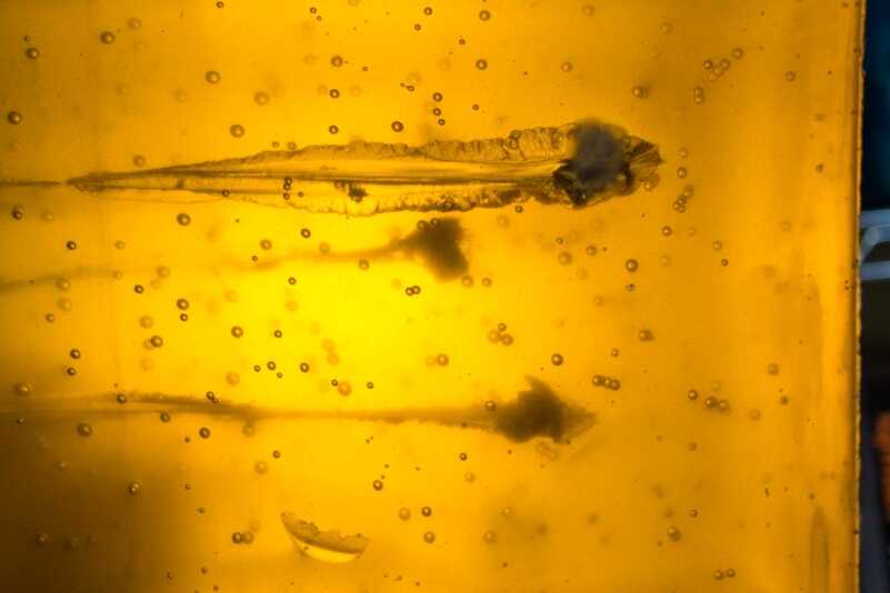 Penetration into the Clear Ballistics gel was also consistent. OK, this gel is not so clear anymore, but only because it's well abused.