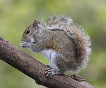 Eastern_Grey_Squirrel