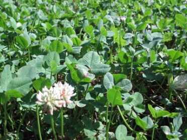 Deer Camp: Top Four Tips to Scouting Now for Deer Season Success White clover is a staple of food plots and a steady attractant for deer in the area.