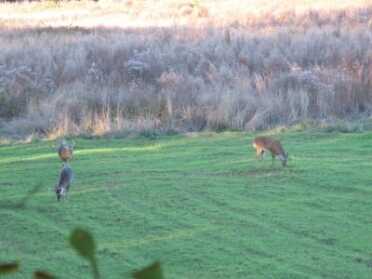  Scout before you hunt, identifying where deer are entering fields consistently in order to know where to set your stands. Look for bachelor groups of bucks as they are still traveling together in the early season.