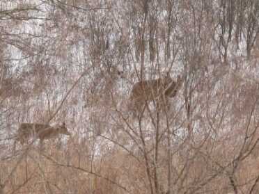 Don’t ignore weather patterns, especially approaching fronts, which can kick deer movement into overdrive, particularly in the winter.