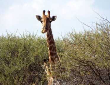 Blood In The Bushveld: A Father And Son On Their First Safari in South Africa The author did have the opportunity to observe unique, native species such as this Giraffe.