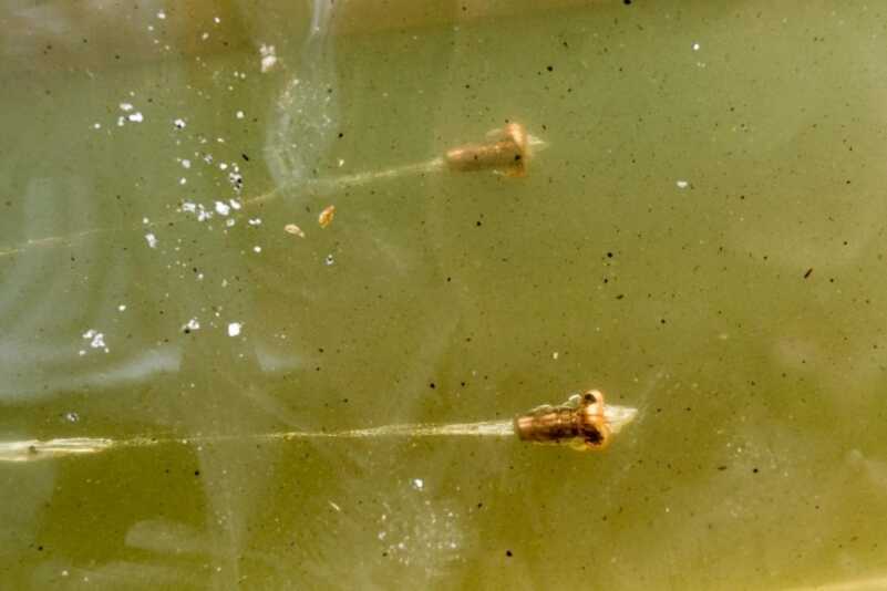 These two .223 HT bullets performed identically, penetrating Clear Ballistics gelatin to a depth of 24 inches.