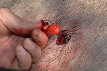 Cartridge Showdown: The 30-'06 — Awesome or Awful?