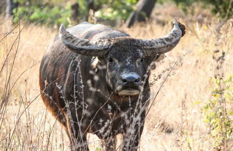 A Double Down Under — Heym 89B A Double Down Under — Heym 89B