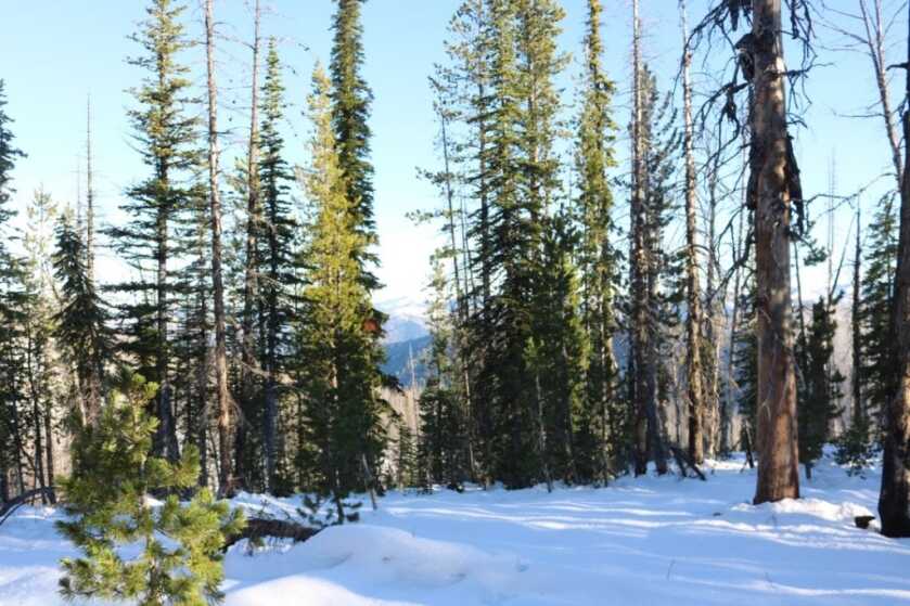 Hunting Wolves with the Browning X-Bolt Hell's Canyon Speed