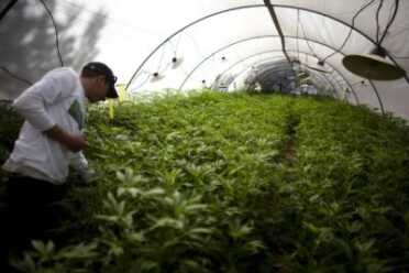 Maryland Gun Owners Forced to Choose Between Firearms and Medical Marijuana Marijuana