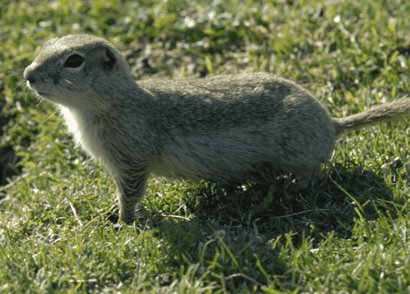 Terminating Whistle Pigs: Clay's Choice for Guns & Gear Terminating Whistle Pigs: Clay's Choice for Guns & Gear