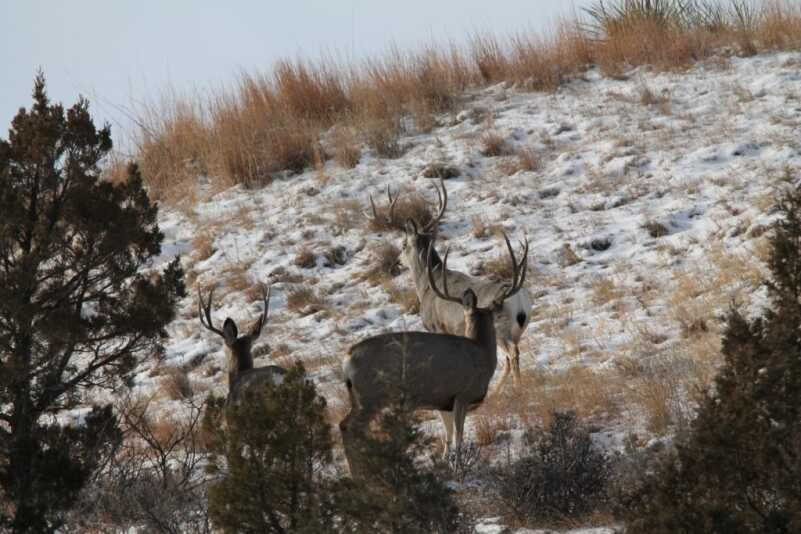 Slings, Packs, and Scabbards - Using the Right System to Get Your Hunting Rifle from Point A to Point B
