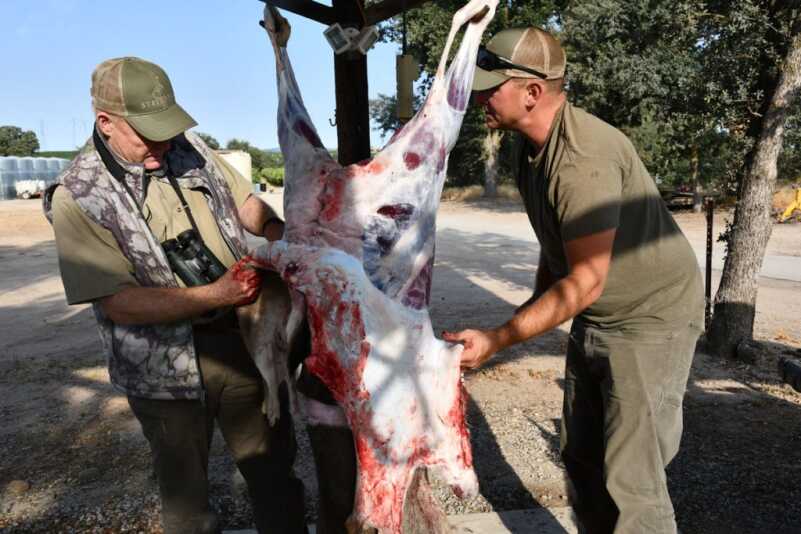 First Deer of the Year First Deer of the Year