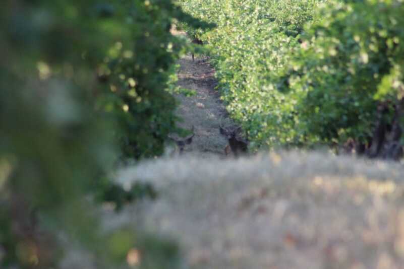 First Deer of the Year First Deer of the Year