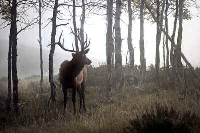 In Colorado Big Game Hunting and Fishing is Big Business