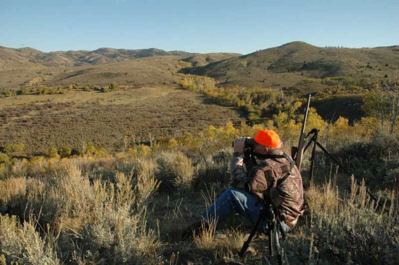 Looking for Big Mule Deer Looking for Big Mule Deer