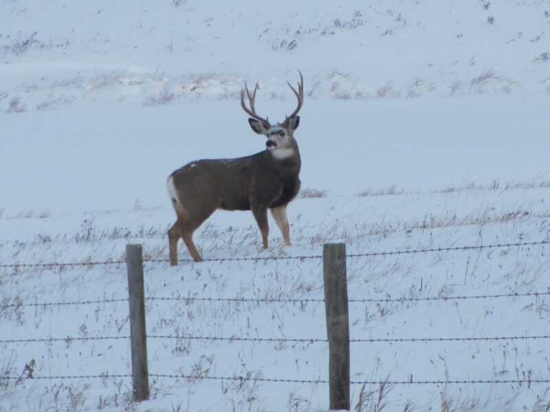 Looking for Big Mule Deer Looking for Big Mule Deer