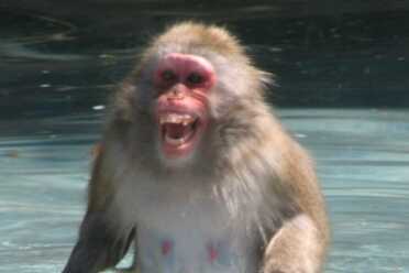 He 'Just Went Bananas': Crazed Monkey Shot, Killed by Glock-Toting HVAC Repairman He 'Just Went Bananas': Crazed Monkey Shot, Killed by Glock-Toting HVAC Repairman