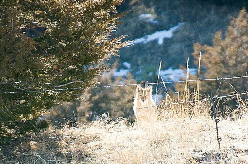 Conquering Cover – A Guide to Calling Coyotes Anytime, Anywhere Conquering Cover – A Guide to Calling Coyotes Anytime, Anywhere