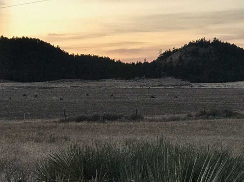 The Birthday Buck | Watch Video The Birthday Buck | Watch Video