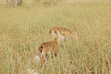 101-Year-Old Mississippi Woman Bags Two Does with One Shot