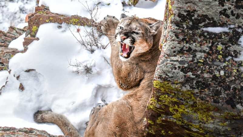 Simple Gourmet: Sweet & Sour Mountain Lion Simple Gourmet: Sweet & Sour Mountain Lion