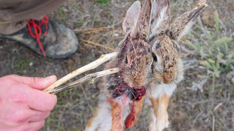 You Should Hunt More Rabbits You Should Hunt More Rabbits