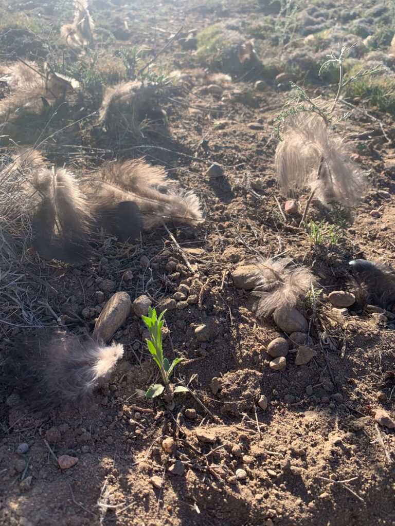Turkeys: Public Land Diplomacy Turkeys: Public Land Diplomacy
