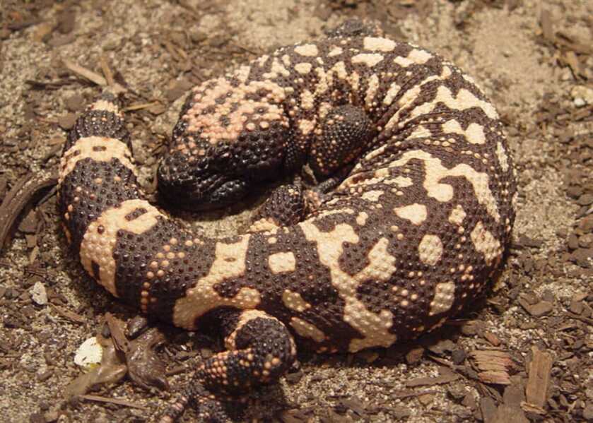 Gunfighting - The Killing of Charlie Storms: The Birth of Modern Body Armor Gunfighting - The Killing of Charlie Storms: The Birth of Modern Body Armor