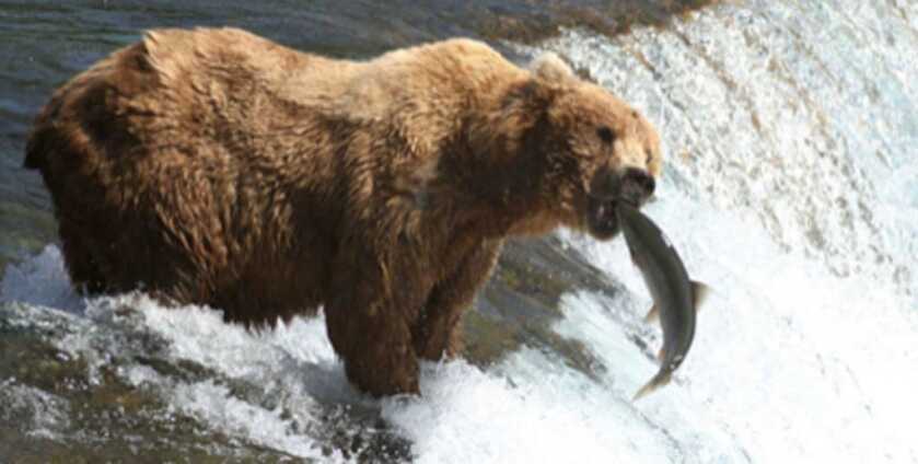 The 11-Year-Old Grizzly Slayer: Elliot Clark and his Remington 870 The 11-Year-Old Grizzly Slayer: Elliot Clark and his Remington 870