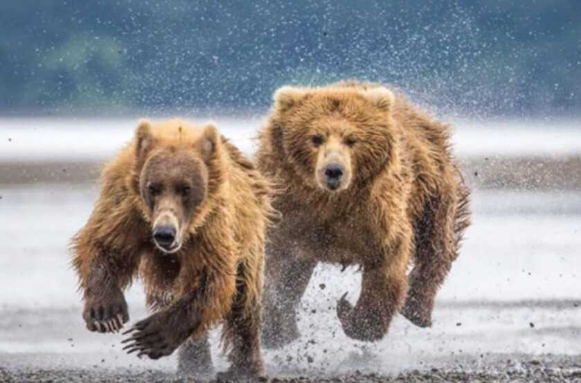 The 11-Year-Old Grizzly Slayer: Elliot Clark and his Remington 870 The 11-Year-Old Grizzly Slayer: Elliot Clark and his Remington 870