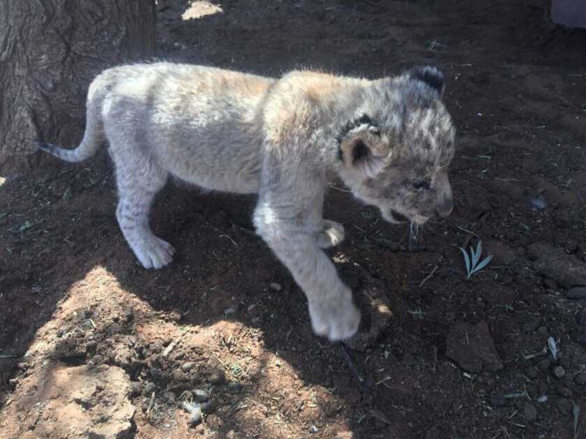 The Affordable Safari; Your African Dream Hunt, Part III The Affordable Safari; Your African Dream Hunt, Part III