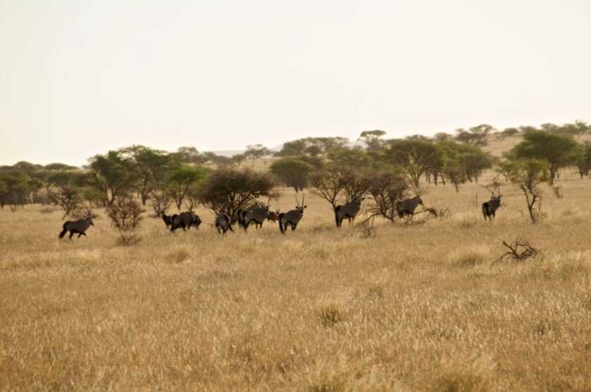 The Affordable Safari; Your African Dream Hunt, Part III The Affordable Safari; Your African Dream Hunt, Part III