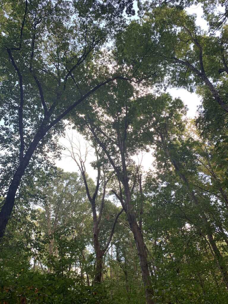 Squirrel Hunting - How to Do It