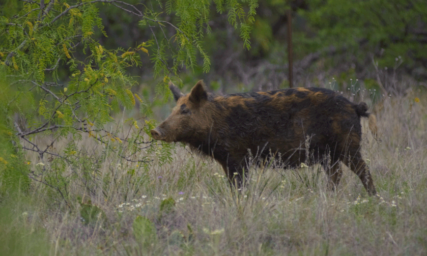 Gruesome Feral Hog Attack Leaves Woman Dead in Houston Suburb