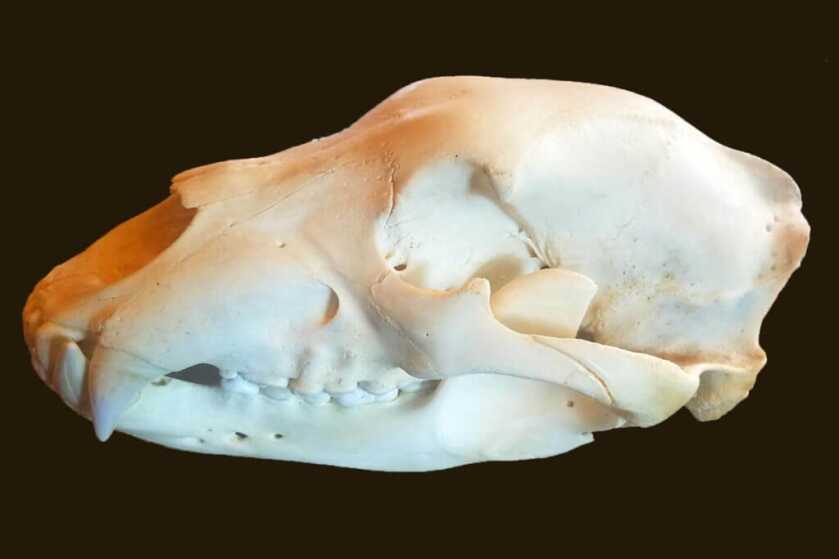 Stopping A Bear Attack: Bear Defense is More Difficult Than You Think Stopping A Bear Attack: Bear Defense is More Difficult Than You Think