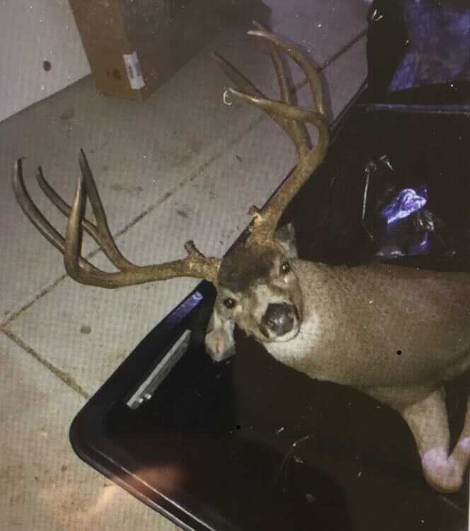 California Man Fined ,000 for Poaching Trophy Buck