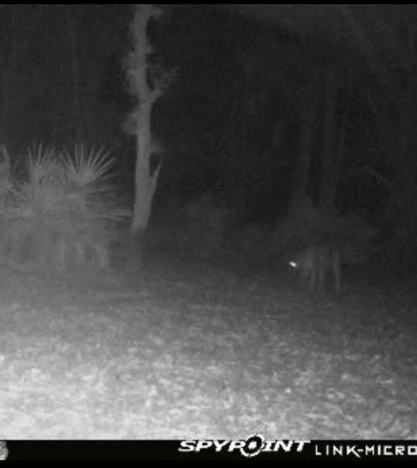 Man Attacked by Panther while Turkey Hunting in Florida Man Attacked by Panther while Turkey Hunting in Florida