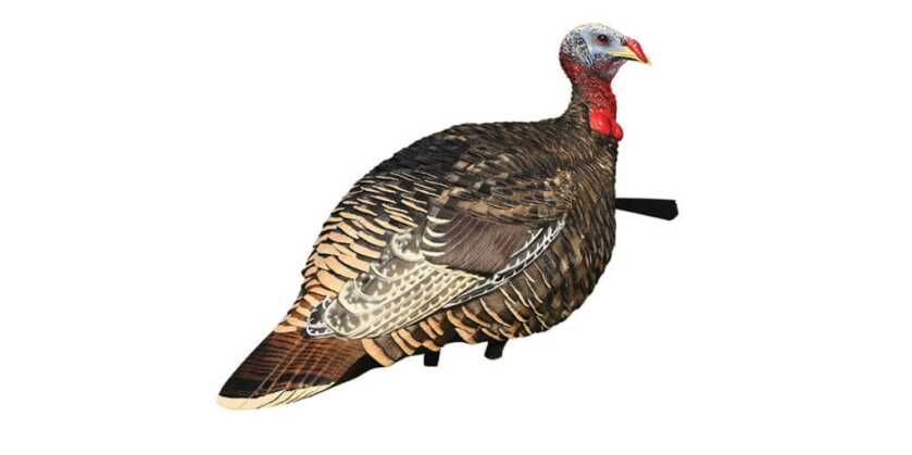 Jake Time: A Land Filled With Rio Grande Youngsters Jake Time: A Land Filled With Rio Grande Youngsters