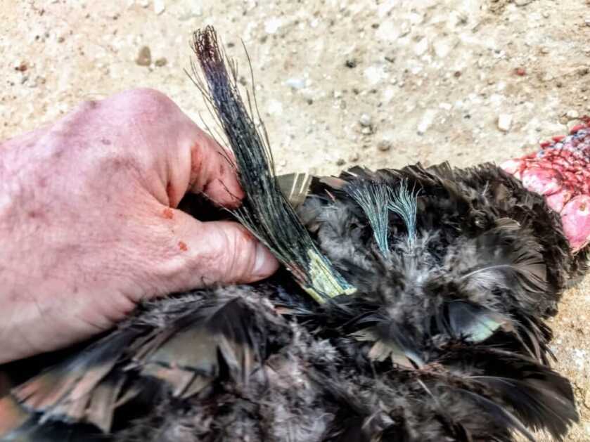 Jake Time: A Land Filled With Rio Grande Youngsters Jake Time: A Land Filled With Rio Grande Youngsters