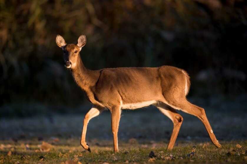 Wisconsin Judge Facing Charges for Illegal Hunting Practices