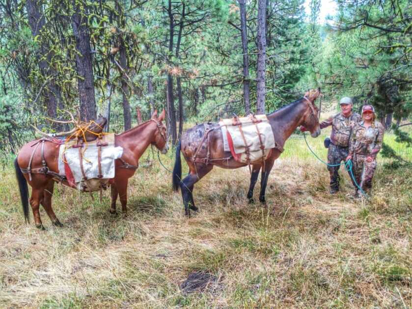 Peak Rut Elk Hunting Strategies