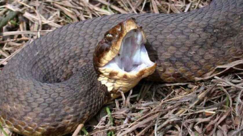 Three Headshots in Ten Minutes: Tangos Down - TacSol X-Ring w/Magpul X-22 Three Headshots in Ten Minutes: Tangos Down - TacSol X-Ring w/Magpul X-22