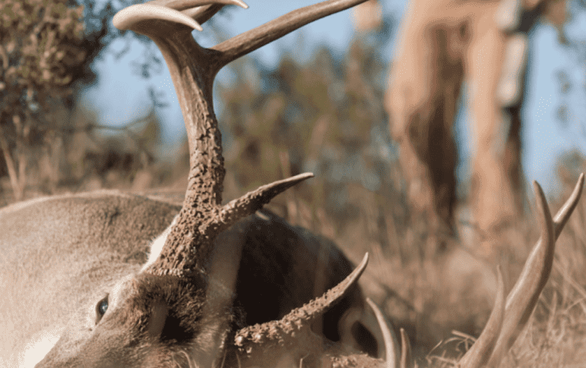 Study on Game Meat Skips Science Study on Game Meat Skips Science